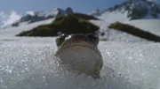 In den Französischen Alpen bekommt ein Grasfrosch Frühlingsgefühle.
