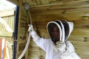Anna hilft beim Wespenumsiedeln und sammelt vorsichtig jedes einzelne Tier ein.