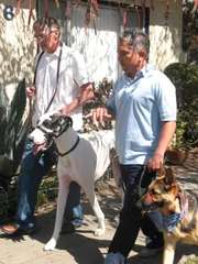 Familie Moore hat große Probleme mit ihrer 65 Kilo schweren Deutschen Dogge Bacchus. Kann der Hundeflüsterer Cesar Millan (r.) helfen?