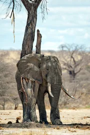 Dieser Elefant nutzt einen Baumstamm, um juckende Hautstellen zu scheuern.