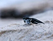 An der Küste Gabuns legen so viele Lederschildkröten (Dermochelys coriacea) ihre Euer ab wie nirgendwo sonst auf der Erde. Jährlich  werden ca. 1.800-2.000 Schildkrötennester angelegt.