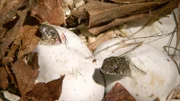 Je nach Umgebungstemperatur schlüpfen die jungen Würfelnattern nach 35-50 Tagen aus den ovalen Eiern, die die Mutterschlange im weichen Boden abgelegt hat.