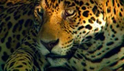 NDR Fernsehen EXPEDITIONEN INS TIERREICH, "Der Jaguar - Unbekannter Dschungeljäger", am Mittwoch (14.05.14) um 20:15 Uhr. Der Jaguar ist eine der größten Raubkatze der Welt und kommt nur in Südamerika vor. Waldrodung und Wilderei machen ihm allerdings das Leben schwer, und sein Bestand ist bereits stark dezimiert.