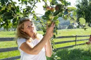 Christine Baumann pflückt Äpfel.