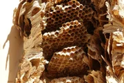 Hornissen bauen ihr Nest aus Holz und sind nützliche Insektenjäger im Garten.