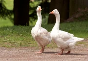 SÜDWESTRUNDFUNK DIE FALLERS - DIE SWR SCHWARZWALDSERIE, sonntags um 19:15 Uhr im SWR Fernsehen. Die Gänse auf dem Fallerhof. © SWR/Peter A. Schmidt, honorarfrei - Verwendung gemäß der AGB im Rahmen einer engen, unternehmensbezogenen Berichterstattung im SWR-Zusammenhang bei Nennung "Bild: SWR/Peter A. Schmidt" (S2+), SWR-Pressestelle/Fotoredaktion, Baden-Baden, Tel: 07221/929-26868, Fax: -929-22059, foto@swr.de