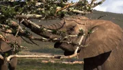Elefant attackiert einen Milkwoodbaum.