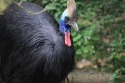 GLOUCESTER, ENGLAND, UK: A cassowary is a large, dangerous, primitive bird. Many of its features recall its dinosaur ancestors, including its velociraptor's claw and hadrosaurÕs bony crest.  (Photo Credit: © Sally Williams / NHNZ Ltd.)