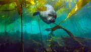 Eine faszinierende Welt – Kelp-Wälder entlang der Olympic Halbinsel sind das Zuhause vieler Tiere, wie dem Seehund.