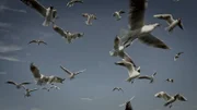 Vögel fliegen