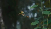 Ein Rotaugenlaubfrosch auf dem Weg zum Paarungsplatz. Tausende der artistischen Hüpfer kommen an bestimmten Orten im Regenwald zusammen, wo sich nach der Regenzeit kleine Teiche gebildet haben. Beim Sprung nach unten nutzt der Frosch eine großen Füße wie Gleitschirme.