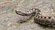 Die Hornotter ist die größte Giftschlange Österreichs. Sie kommt nur in wenigen Habitaten in den südlichen Bundesländern vor.