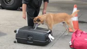 São Paulo, Brazil  - El perro marca uno maleta. The dog detects drug inside a suitcase.