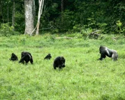 Manchmal besuchen Gorillas die Dzanga Bai, ein riesiges offenes Areal im Dzanga Sangha Naturreservat.