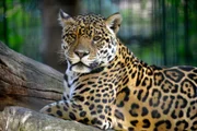 Ein Jaguar-Weibchen im Zoo Berlin.