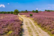 The Lueneburg Heath Nature Park (German: Naturpark Lüneburger Heide) in Lower Saxony, Germany.