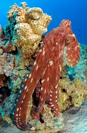 Ein Riff-Oktopus kriecht über das Korallenriff. Oktopuse sind bekannt dafür, hochintelligente Riffkreaturen zu sein, die in der Lage sind, komplexe Probleme zu lösen und sich Lösungen zu merken. Dies ist wahrscheinlich eine Anpassung an das Leben in einer komplexen Umgebung mit einer Vielzahl von verschiedenen Beutetieren und Räuber.
