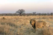 Löwe im Ruaha-Nationalpark in Tansania