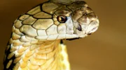 Die Kapkobra, auch Gelbe Kobra genannt, ist eine mittelgroße, hochgiftige Kobraart, die in einer Vielzahl von Biomen im südlichen Afrika vorkommt, darunter Trockensavanne, Fynbos, Bushveld, Wüste und Halbwüste.