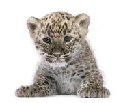 Persian leopard Cub (6 weeks) in front of a white background