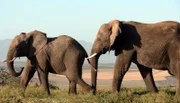 Elefanten auf dem Weg in den Stall.
