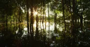 Die Morgendämmerung im überfluteten Wald des Amazonas ist ein magisches Erlebnis.