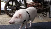 Moritz, das Mini-Schwein