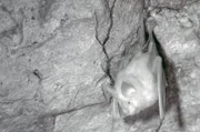 Die Großen Hufeisennasen überwintern in einer Grotte.