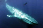 Blauwal ist grösstes Säugetier der Erde
