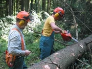 Willi Weitzel (rechts) interessiert sich für die Pflege des Waldes. Forstmeister Hermann erklärt ihm die Grundlagen der Hölzfällerei.