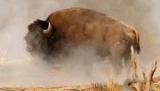 Ein Symbol von Kraft und Ausdauer - der Bison.