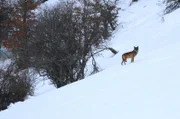 Ein Wolf an einem verschneiten Hang