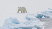 Eisbär am Nordpol