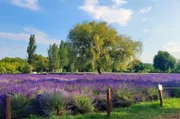 Seit 1926 wird auf der Tihany-Halbinsel am Balaton Lavendel angebaut. Die Ernte ist ein Saisonhöhepunkt und lockt viele Besucher.