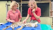 Nina (r.) assistiert Tierärztin Jess Briner (l.) bei der Untersuchung eines Servals. Die Raubkatze ist betäubt.