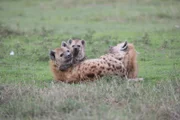 Zärtliche Hyänen im Ngorongoro Krater in Tansania. Seit 1979 steht das Weltnaturerbe unter besonderem Schutz.