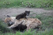 Hyänenmutter mit Baby im Ngorongoro Krater, einem Talkessel vulkanischen Ursprungs.