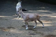 Baby Markhor Goat is in a yard.