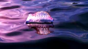 Eine Portugiesische Galeere. Damit bezeichnet man eine Polypen-Kolonie, die an einer gemeinsamen Luftblase hängt, von der sie sich übers Meer treiben lässt. Die Gefahr in Form ihrer Tentakel lauert unter Wasser.