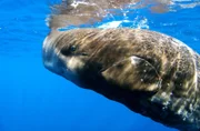 Ein Pottwal-Junges schwimmt neugierig an die Kamera heran. Pottwale gelten als die größten Zahnwale und tauchen bis zu 1.000 Meter ins Meer hinab, um Tintenfische zu jagen.