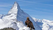 Ein Steinadler sitzt vor einem der imposantesten Berge der Alpen: dem Matterhorn