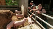 Bei Schweinezüchter Peter Neuls