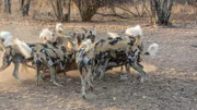 Afrikanische Wildhunde verspeisen ihre Beute.