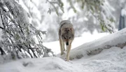 Der Wolf ist zurück in den Dolomiten. Die Anforderungen für sein Revier sind vielfältig. Entscheidend für den Wolf ist, dass genügend Beute vorhanden ist und sich direkter Kontakt mit dem Menschen vermeiden lässt. Weitere Fotos erhalten Sie auf Anfrage.