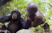 Die Schimpansen haben die Spionagekamera schnell entdeckt. Der junge Affe prüft mit dem Finger das Objektiv.