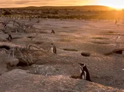 Jedes Jahr siedelt an der Küstenlinie der patagonischen Wüste die größte Pinguinkolonie Südamerikas. Die Magellan-Pinguine kehren jedes Jahr hierher zurück um ihre Jungen großzuziehen.