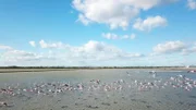 Andalusien ist eine der vielfältigsten Regionen Europas. Der Nationalpark Donana bietet auch Flamingos Lebensraum.