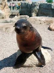 Die nordischen Tierarten fühlen sich im Zoo am Meer in Bremerhaven besonders heimisch. Die Nordsee beginnt gleich hinter ihrem Gehege