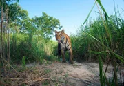 ARD/NDR EXPEDITION HIMALAJA, TEIL 2, "Im Dschungel der Raubkatzen", am Montag (09.05.11) um 20:15 Uhr im ERSTEN. Ein Bengalischer Tiger beäugt misstrauisch die Kamerafalle, die gerade ein Foto von ihm macht.
