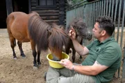 ARD/rbb PANDA, GORILLA & CO. (FOLGE 307), "Geschichten aus dem Zoo Berlin und dem Tierpark Berlin", am Donnerstag (05.02.15) um 16:10 Uhr im ERSTEN. Das Shetlandpony Vroni und ihr Fohlen Renate mit Tierpfleger Mario Barabasz im Zoo Berlin.